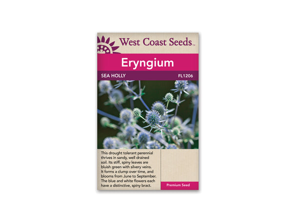 Sea Holly Seeds
