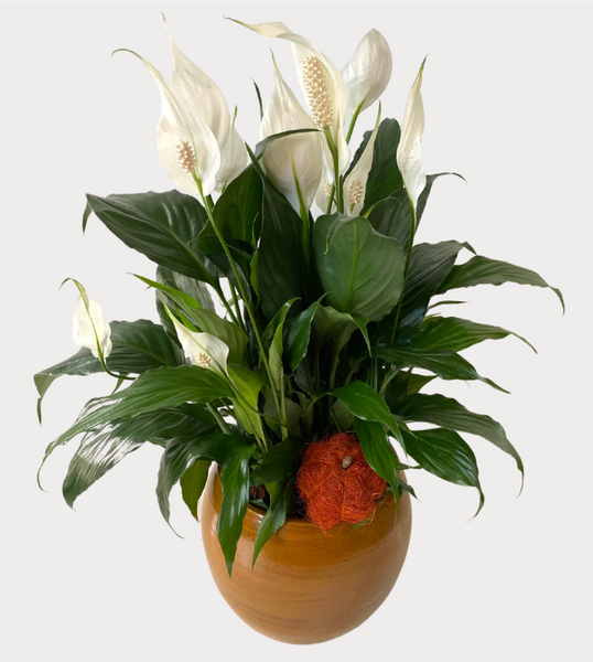 Peace Lily Tuscan Planter