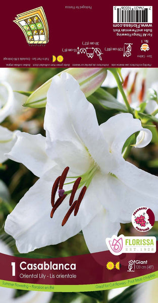 Bulb Package - Lily Oriental