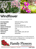 Windflower - Anemone