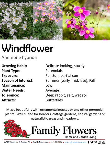 Windflower - Anemone