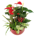 Red Valentine Anthurium Planter