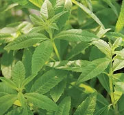 Herb Lemon Verbena - Aloysia Triphylla