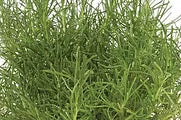 Herb Olive Plant - Santolina Viridis