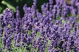 Herb Lavender