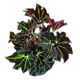 Begonia Polka Dot - Begonia maculata
