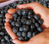 Blueberry Plants