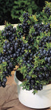 Blueberry Plants