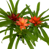 Bromeliad Guzmania