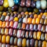 Rainbow Corn + Corn Stalks