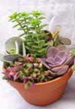 Succulent Garden