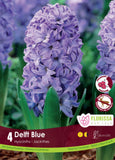 Bulb Package - Hyacinth