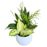 Peace Lily Mixed Planter