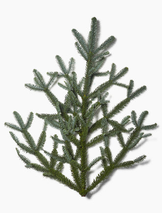 Noble Fir Bunch