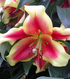 Bulb Package - Lily Hybrid